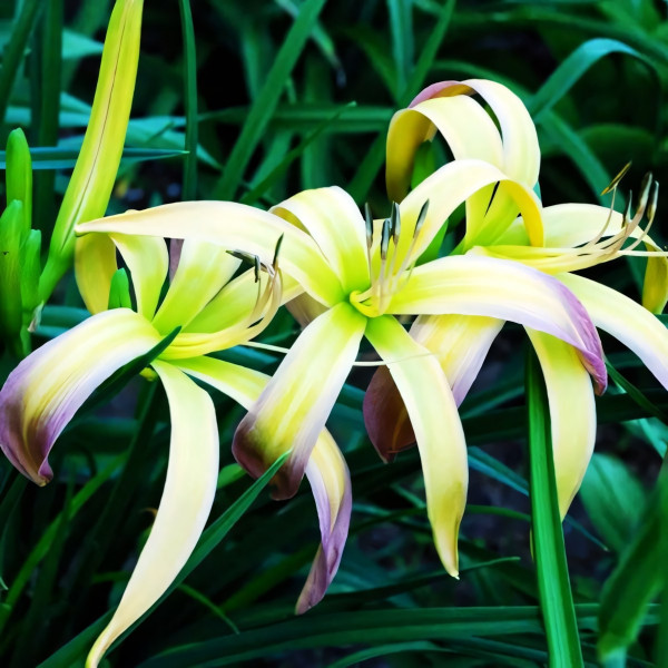 Саженцы Лилейник String-Bikini (Стринг-Бикини)