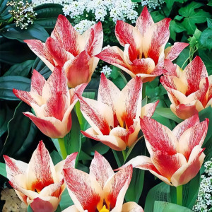 Тюльпан Грейга Царь Петр (в упаковке - 3шт.)