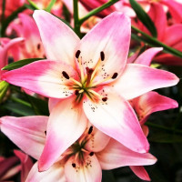 Луковицы  Лилия азиатская Rosella's Dream (Розеллаз Дрим) (3шт.)