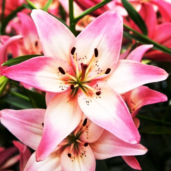 Луковицы  Лилия азиатская Rosella's Dream (Розеллаз Дрим) (3шт.)