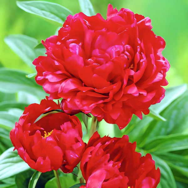 Саженец Пион Ред Мэджик