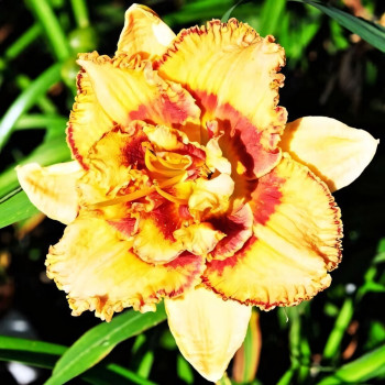 Саженцы Лилейник Bonibrae Sharky (Бонибраэ Шарки)