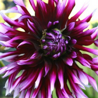 Саженцы Георгина Clair Obscur