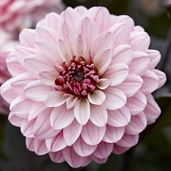 Саженцы Георгина мелоди Harmony