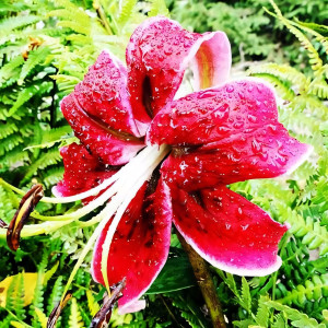  Лилия ОТ гибрид Miss Feya (Мисс Фея)