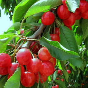 Саженцы Черешня Крупноплодная розовая