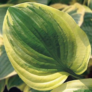 Саженцы Хоста Austin Dickinson (Остин Дикинсон) М