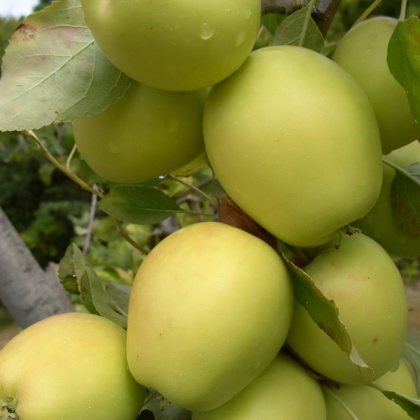 Саженцы Яблоня Розмарин