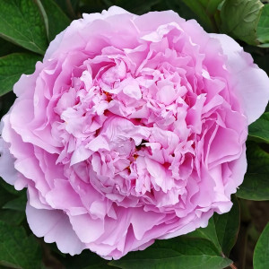 Саженцы Пион Прозрачная Роса