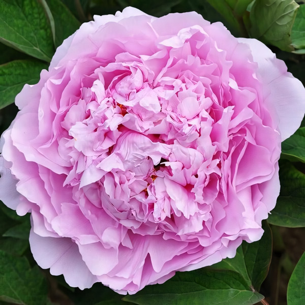 Саженцы Пион Прозрачная Роса