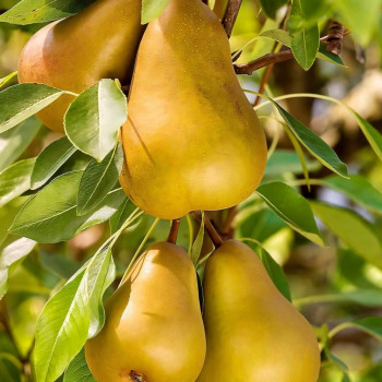 Саженцы Груша колоновидная Даликор