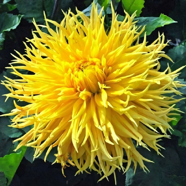 Саженцы Георгина Encore