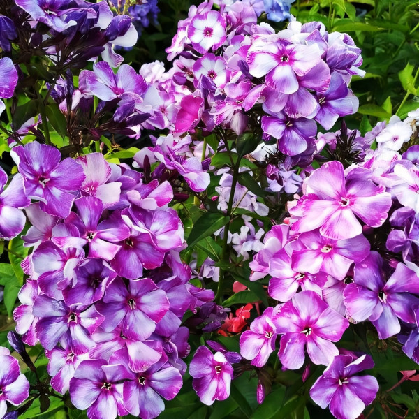 Саженцы Флокс Шторм