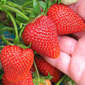 Клубника (крупноплодная) Румба 5 шт. в упаковке