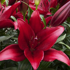  Лилия ЛА гибрид Atacama (Атакама)