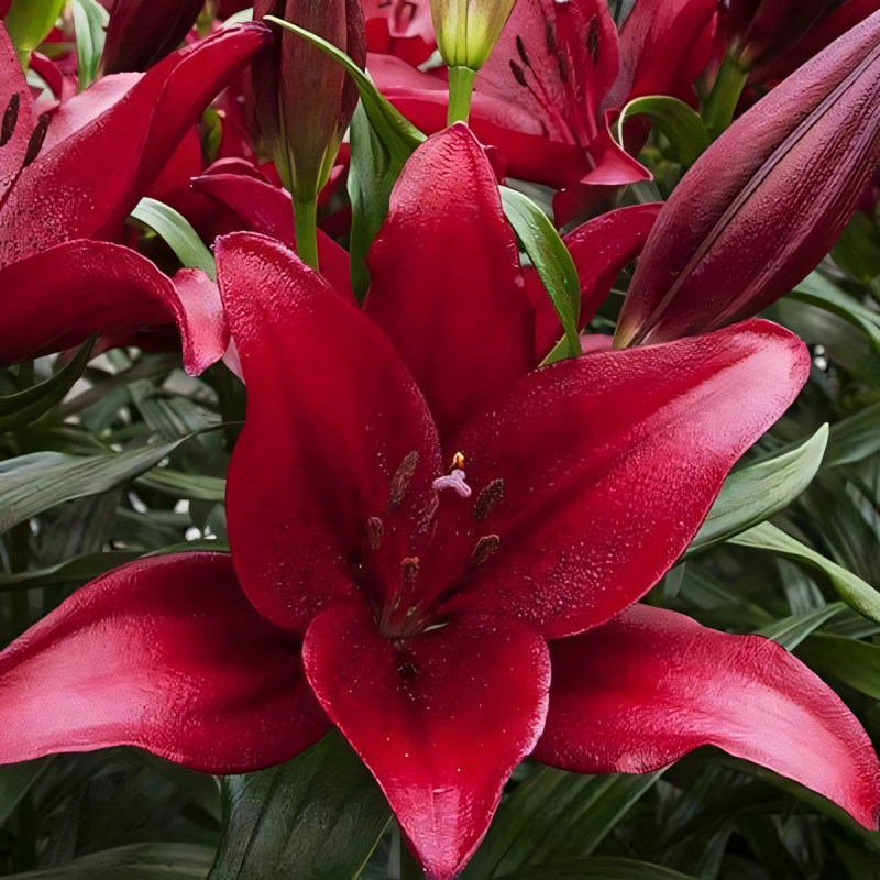 Луковицы  Лилия ЛА гибрид Atacama (Атакама) (3шт.)