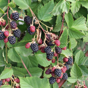 Саженцы Ежевика Биг Макс XXL