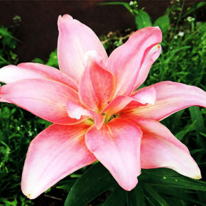  Лилия азиатская Aphrodite (Афродита)