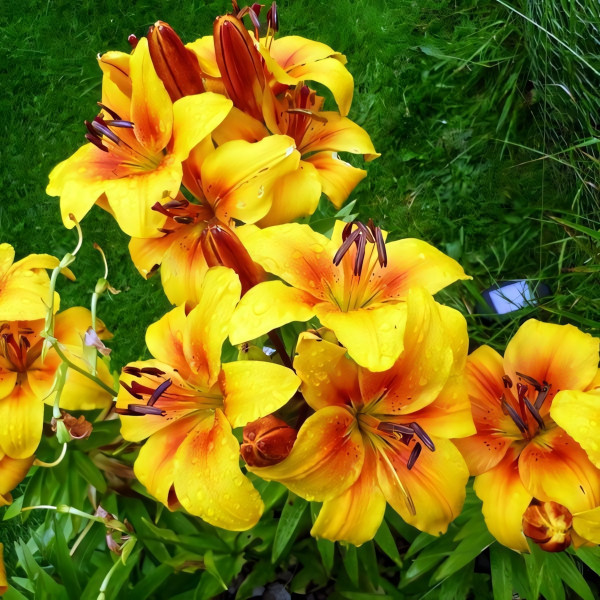 Луковицы  Лилия азиатская Golden Joy (Голден Джой) (3шт.)