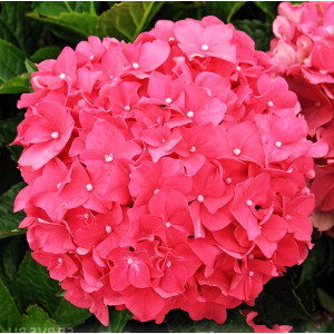 Гортензия крупнолистная Forever Ever Red
