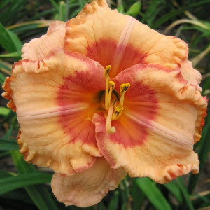 Саженцы Лилейник Spacecoast Sweet Eye (Спейскоуст Свит Ай)