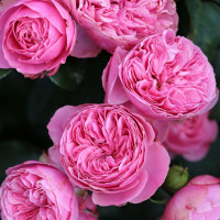 Саженцы Роза флорибунда Леонардо да Винчи