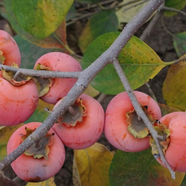 Саженцы Хурма Никитская бордовая