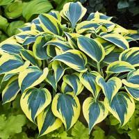 Саженцы Хоста Autumn Frost (Отэм Фрост) М