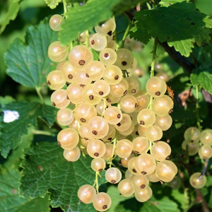 Саженцы Смородина белая Белка