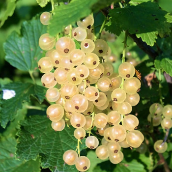 Саженцы Смородина белая Белка