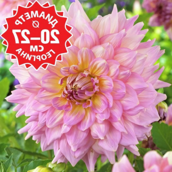 Саженцы Георгина Strawberry Ice