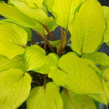 Саженцы Хоста Paradise Island (Парадайз Айленд) М