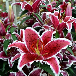  Лилия восточная Front Page (Фронт Пейдж)