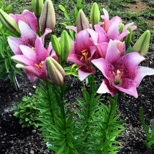  Лилия ЛА гибрид Sweet Sugar (Свит Шугар)