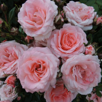 Саженцы Роза спрей Лидия