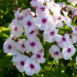 Саженцы Флокс метельчатый Mike's Favourite (Майкс Фаворит)