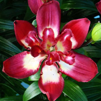 Луковицы  Лилия азиатская Double Sensation (Дабл Сенсейшен) (3шт.)