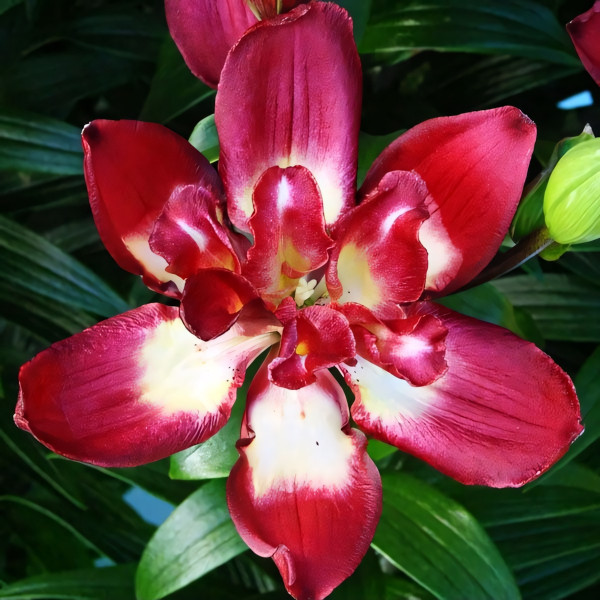 Луковицы  Лилия азиатская Double Sensation (Дабл Сенсейшен) (3шт.)