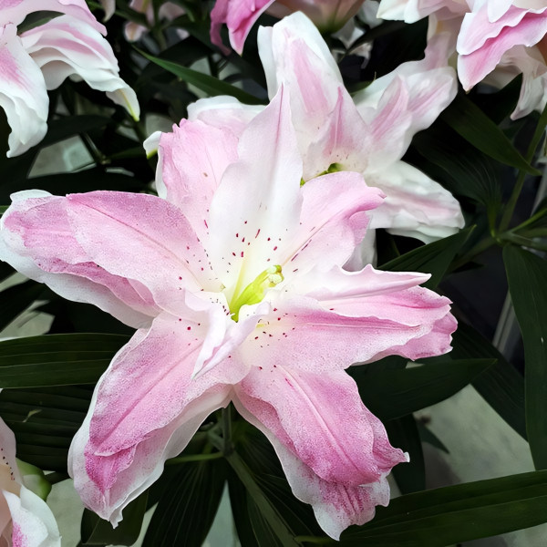 Луковицы  Лилия восточная Lotus Elegance (Лотус Элеганс) (3шт.)