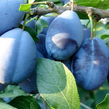 Саженцы Слива Чернослив Адыгейский