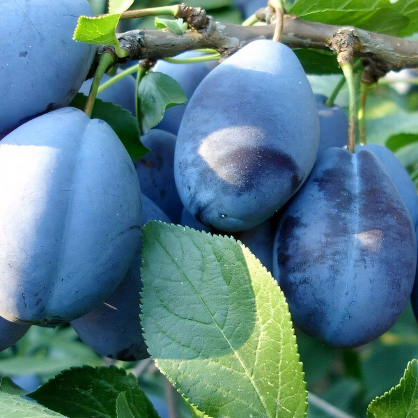 Саженцы Слива Чернослив Адыгейский