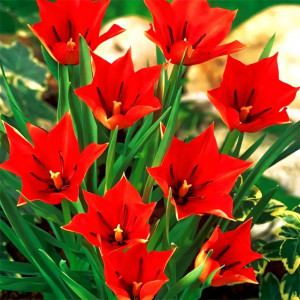 Тюльпан ботанический Ред Хантер (в упаковке - 3шт.)