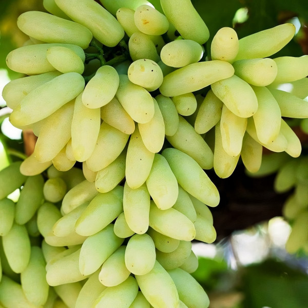 Саженцы Виноград кишмиш Ламборджини