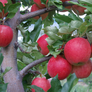 Саженцы Яблоня Виста Белла