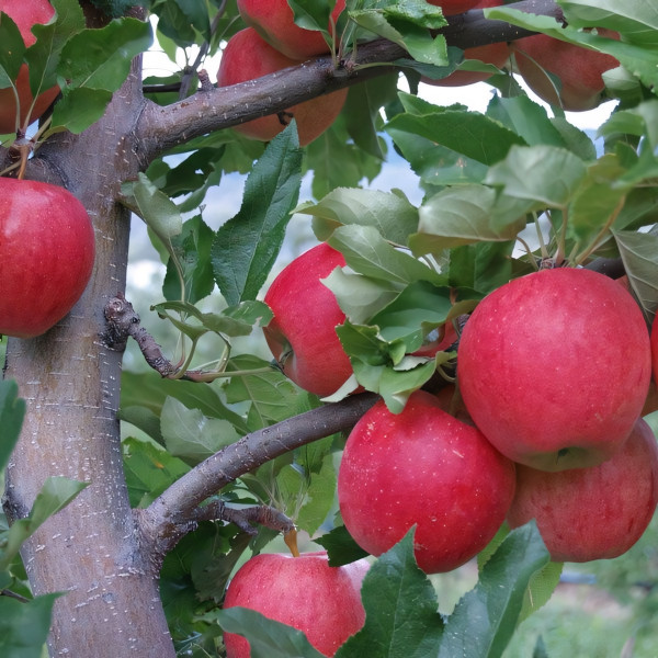 Саженцы Яблоня Виста Белла