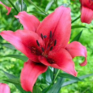  Лилия АОА гибрид November Rain (Новембер Рейн)