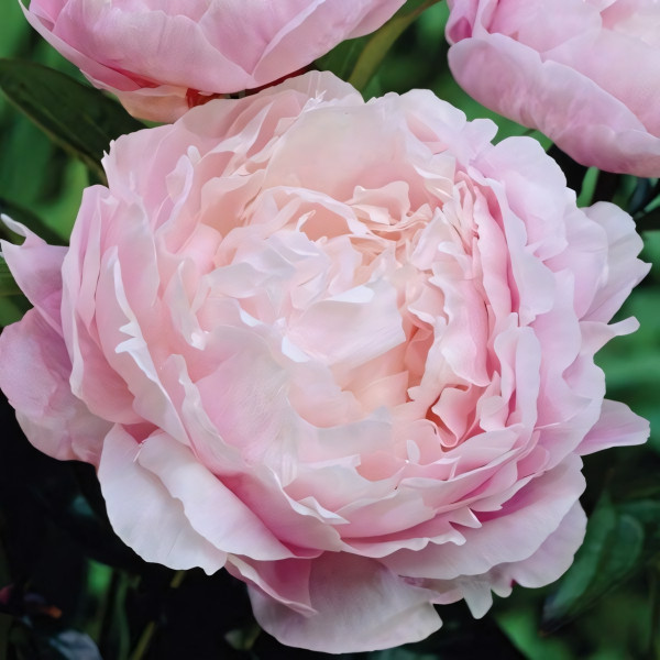 Саженцы Пион Nancy Nora (Нэнси Нора)