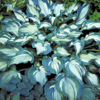 Саженцы Хоста Guardian Angel (Гардиан Энджел) L