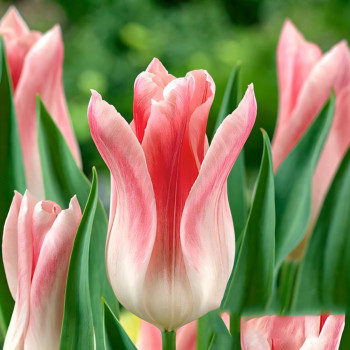 Тюльпан Холланд Чик (в упаковке - 3шт.)