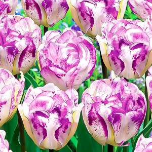 Тюльпан махровый Нормандия (в упаковке - 3шт.)